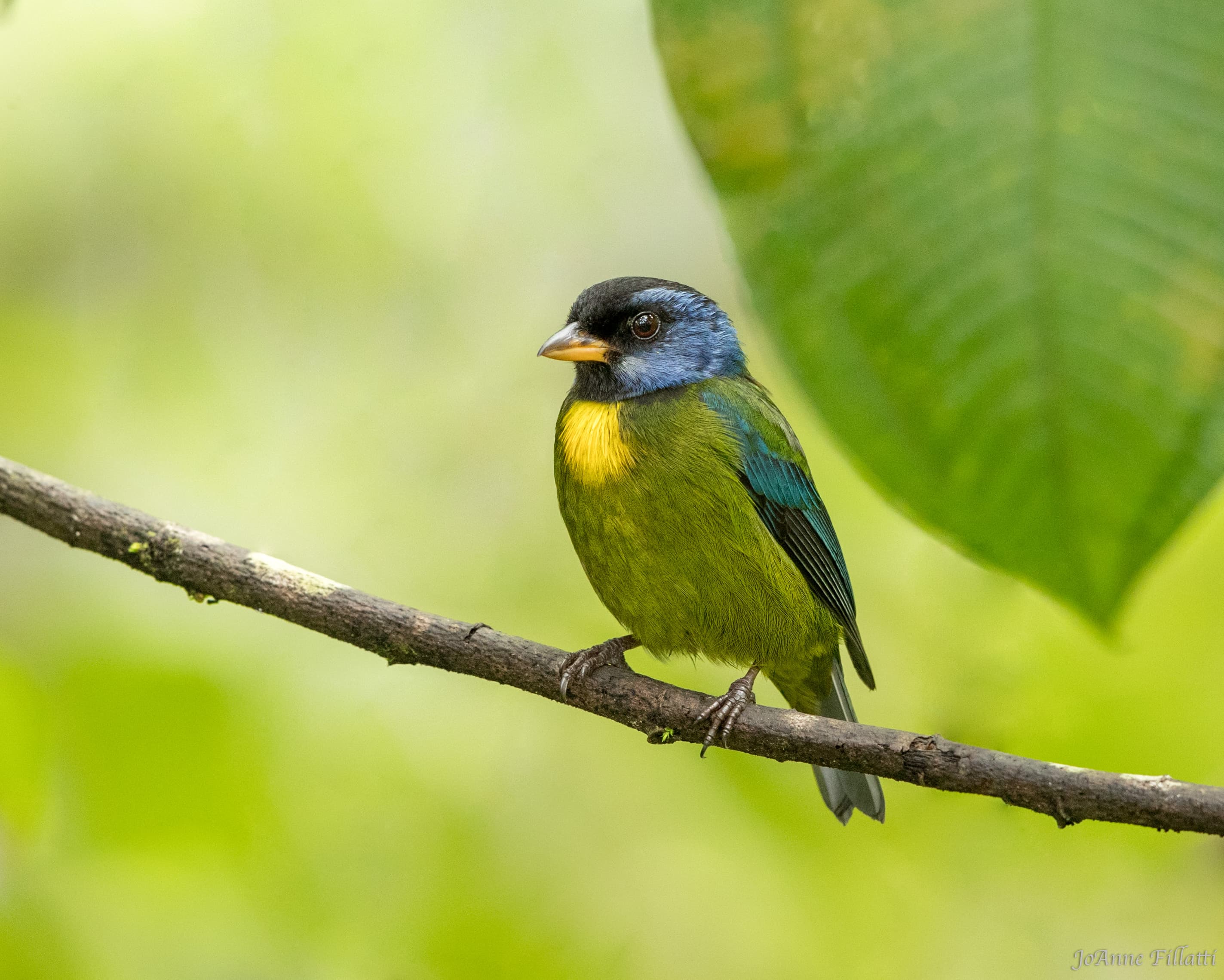 bird of ecuador image 13